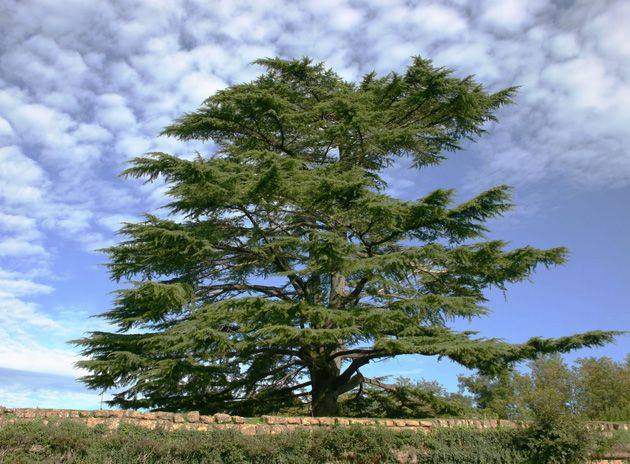 مشروع الحملة الشبابية الكبرى للتشجير 